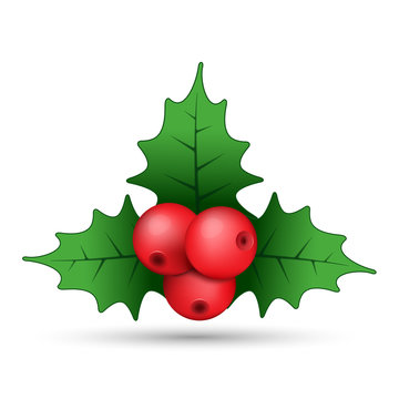 Christmas holly berries realistic sprig, vector. Simple mistletoe decorative red and green illustration. 