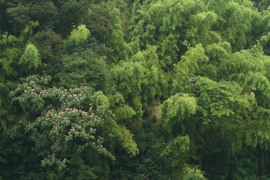 梅雨の頃