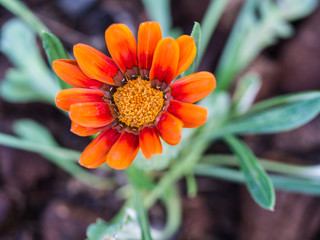 Orange  Gazania Flower Blooming