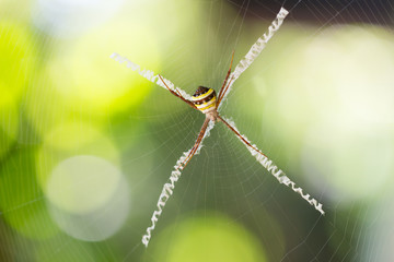 Nest of spiders and spider