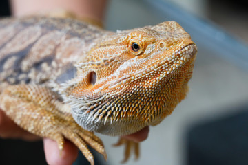 Bearded Dragon animal.