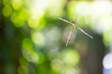 Nest of spiders and spider