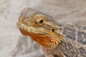 Bearded Dragon animal.