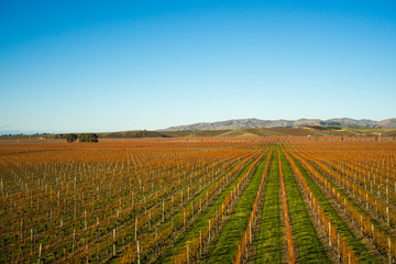 Fototapeta na wymiar View of the vineyards in the Marlborough region