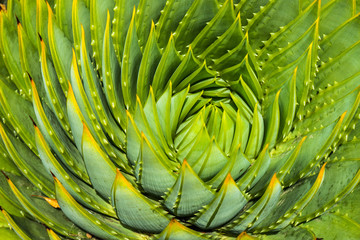 close-up of spiral aloe cacti