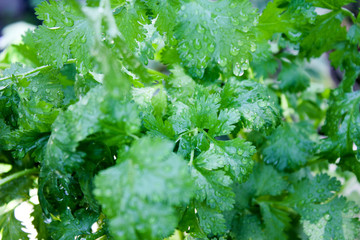 Cilantro