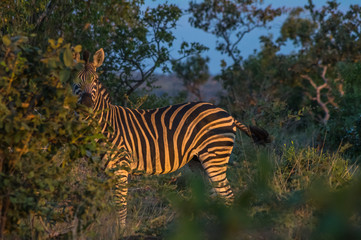 Zebra's grazing in the  wild at the Welgevonden Game Reserve in South Africa