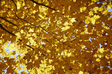 Fall foliage, World's End State Park, Forksville, Pennsylvania, USA