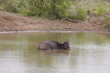 Naklejka na ściany i meble Water Buffalo wading in river