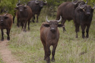 Naklejka na ściany i meble Herd of Water Buffalo in African plains
