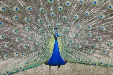 Indian Peafowl Pavo cristatus (Asiatic)with tail feathers displayed in courtship ritual