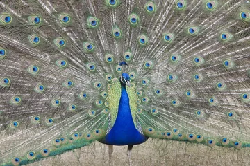 Fotobehang Indian Peafowl Pavo cristatus (Asiatic)with tail feathers displayed in courtship ritual © moodboard