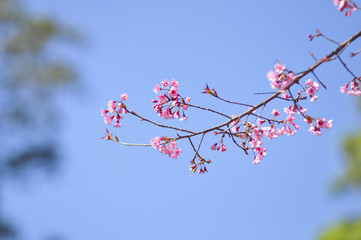 Wild Himalayan Cherry in selective focus point