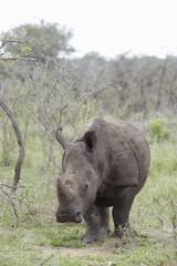 Fototapeta premium Rhinoceros walks in African plains
