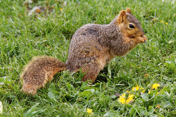Naklejka na ściany i meble A Fox Squirrel poses in the grass. These rambunctious squirrels can be found throughout Iowa climbing trees and raiding bird feeders. 