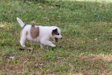 Seven week old puppy dog outdoors on a sunny day.
