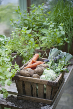 Wooden crate of fresh vegetables in greenhouse