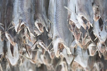 Dried cod stockfish in Loftofen Norway for export to Italy