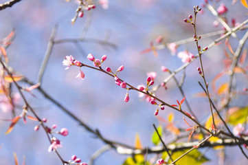 Wild Himalayan Cherry in selective focus point