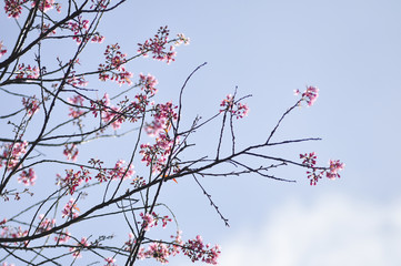 Wild Himalayan Cherry in selective focus point