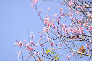 Wild Himalayan Cherry in selective focus point
