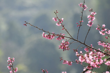 Wild Himalayan Cherry in selective focus point