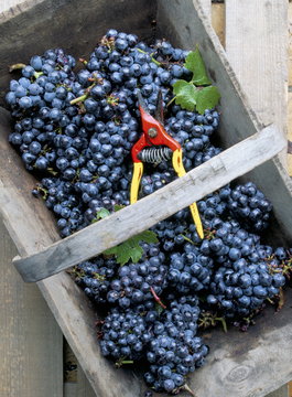 Cabernet Sauvignon grapes, Pauillac-Medoc, Aquitaine, France