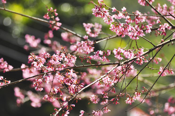 Wild Himalayan Cherry in selective focus point