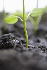Close up of seedling