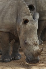 Obraz premium Rhinoceros noses ground