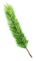 Fir tree branch isolated on white background in watercolor