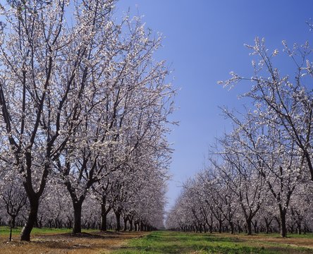 Almond Orchard in blossom LeGrand  Merced County California
