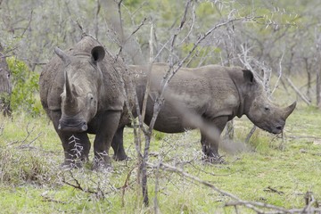 Two Rhinoceros stand in African plains