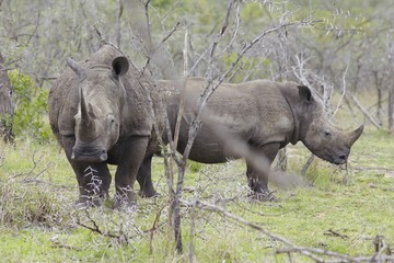 Fototapeta premium Two Rhinoceros stand in African plains