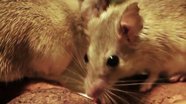 mice in the cage