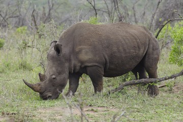 Fototapeta premium Rhinoceros grazes in African plains