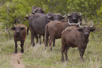 Herd of Water Buffalo in African plains