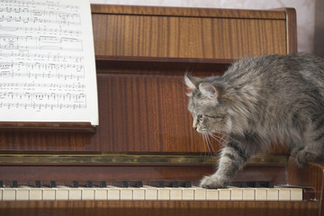 Side view of cat walking on piano keys with music sheet