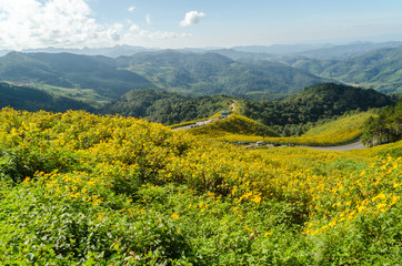 Tung Bua Tong in Thai language at Mae Hong Son Thailand,Beautiful yellow flower on hill