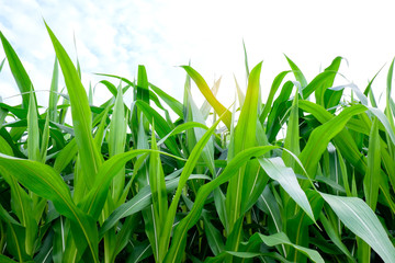 corn farming