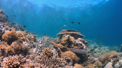 Fototapeta na wymiar Colorful coral reef with plenty fish.