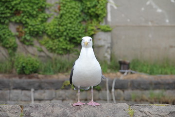 小樽運河のカモメ