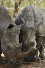 Obraz premium Two Rhinoceros nose the ground