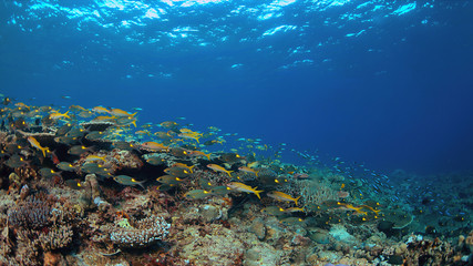 Fototapeta na wymiar Colorful coral reef with healthy hard corals and plenty fish.