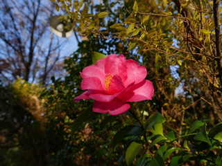 一輪のサザンカ