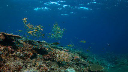 Naklejka na ściany i meble Colorful coral reef with healthy hard corals and plenty fish.
