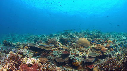Whitetip reef sharks on a colorful coral reef with plenty fish.