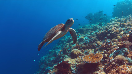 Grüne Meeresschildkröte schwimmt auf einem bunten Korallenriff.