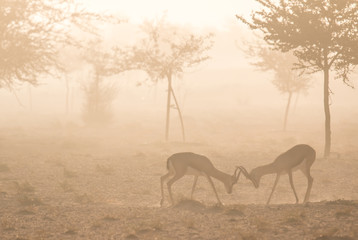 Gazelles in the desert during early morning hours. Dubai, UAE.