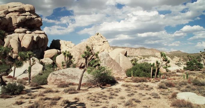 Landscape view of Joshua Tree National Park with Yucca and Joshua Tree. Desert view, cholla cactus garden